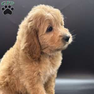 Wells, Mini Goldendoodle Puppy